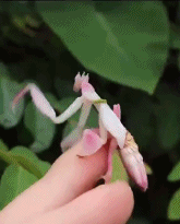 有皮肤的螳螂gif搞笑图片