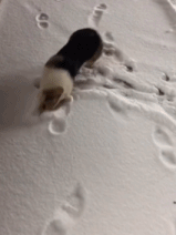 玩雪的快乐gif搞笑图片