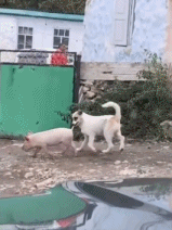 干嘛叼人家尾巴gif搞笑图片