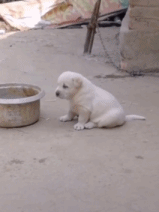 快把我的饭给我gif搞笑图片