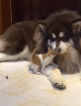 大狗对小猫的宠爱gif搞笑图片