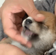 狗狗吃药会了说唱gif搞笑图片