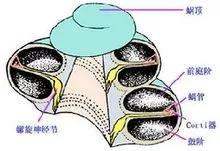 耳蜗的管腔（图片来源：互动百科）