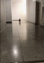 穿衣服的修勾快速奔跑-搞笑gif动态图片-izike