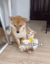 我就抱一会儿gif搞笑图片