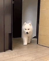 这狗狗眼神有点东西gif搞笑图片