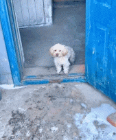 当南方狗到东北过年gif搞笑图片