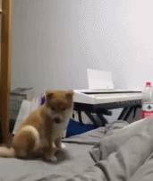 傻狗的日常落地gif搞笑图片