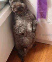 罚站人家真的不行嘛gif搞笑图片