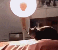 热到冒烟了gif搞笑图片