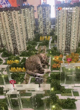 看猫咪谈恋爱多上头gif搞笑图片