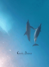 海豚之间的社交礼仪gif搞笑图片