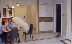 狗子：计谋达成gif搞笑图片