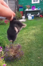 动画片同款鼹鼠gif搞笑图片