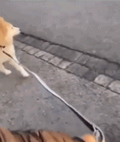 什么也阻挡不了好奇的心gif搞笑图片