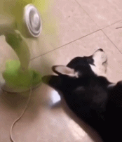 风扇还可以按摩耳朵gif搞笑图片