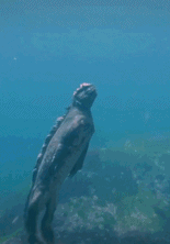 哥斯拉原型海鬣蜥gif搞笑图片