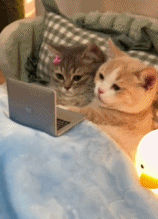 恋爱算是给猫谈明白了gif搞笑图片