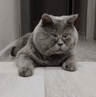 五官有点紧凑的喵gif搞笑图片