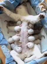 感觉身体被掏空gif搞笑图片