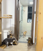 没见过这么精壮的橘猫gif搞笑图片