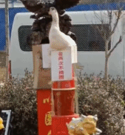套鸭十分灵活躲避圈圈-搞笑gif动态图片-izike