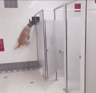 狗：必须一直看到主人gif搞笑图片