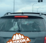 一只逗狗神器gif搞笑图片