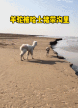 羊驼被哈士奇带傻了gif搞笑图片