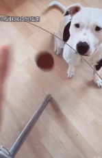 为啥就是吃不到呢gif搞笑图片