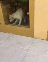 干饭的心过于迫切gif搞笑图片