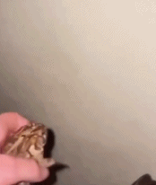 青蛙还有这样的作用gif搞笑图片