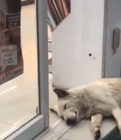 真会挑地方睡觉gif搞笑图片