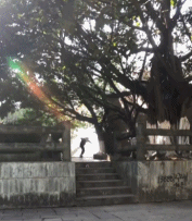 最终还是爬了下来gif搞笑图片