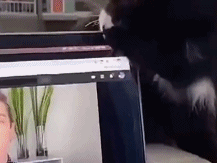 养猫真正的费钱之处gif搞笑图片