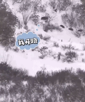 雪后野猪家族大迁徙航拍-搞笑gif动态图片-izike