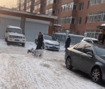 撒欢的狗子牵不住gif搞笑图片