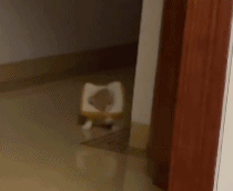 出来卖萌的夜猫子gif搞笑图片