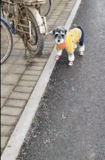 见过最沉得住气的狗子gif搞笑图片