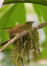 小鸟都快被蚊子烦死了gif搞笑图片