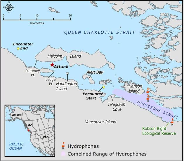 加拿大西部温哥华岛附近海域出现了一场激烈的虎鲸追逐，研究人员对其进行了长达5个小时的追踪观察。