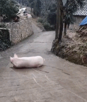 抓一只猪有多难gif搞笑图片