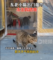 冻出踢踏舞的小猫gif搞笑图片