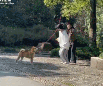 狗：我是这么用的吗gif搞笑图片