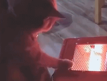 这东西好看不好摸啊gif搞笑图片