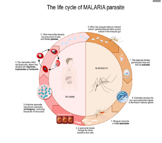该图像呈现了疟疾寄生虫的生命循环周期。