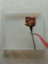 干花制作方法-搞笑gif动态图片-izike