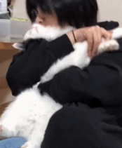 没有人抵抗得了猫咪gif搞笑图片