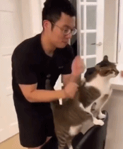 猫才是永远的主人gif搞笑图片