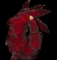 这就是传说中的花手吧gif搞笑图片